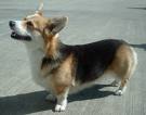 welsh corgi cardigan